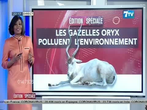REPLAY EDITION SPECIALE: Les gazelles Oryx polluent l'environnement